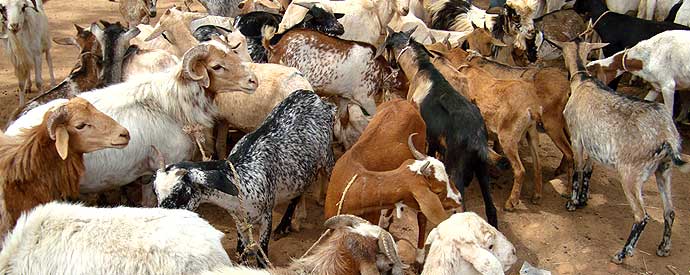 Petits ruminants